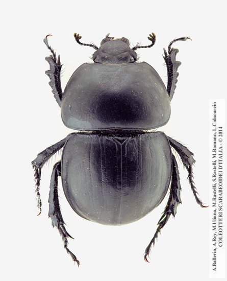 Baraudia geminata, maschio